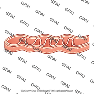 Inner mitochondrial membrane