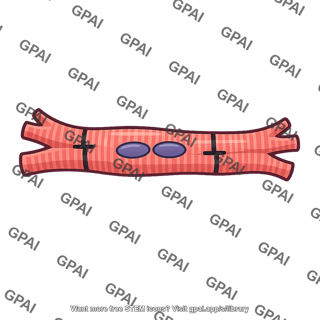 Cardiac muscle fiber