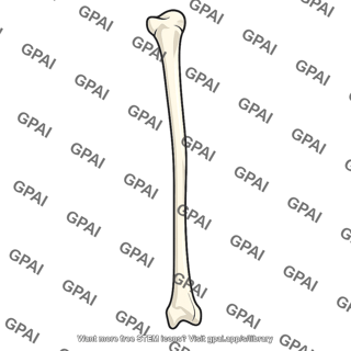 Fibula
