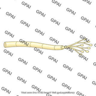 Motor nerve