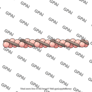 Tropomyosin resting