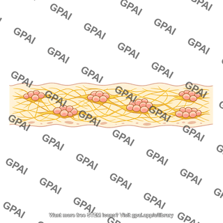 Submucosal plexus