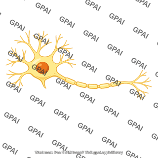 Neuron