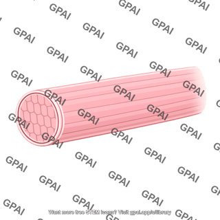 Skeletal muscle fiber