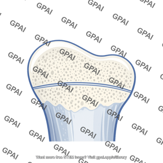 Epiphyseal line