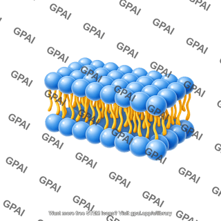 Phospholipid membrane 3d short