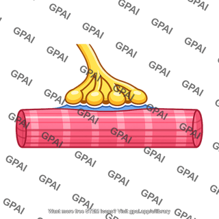 Skeletal muscle neuromuscular junction