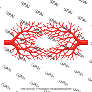 Collateral blood supply