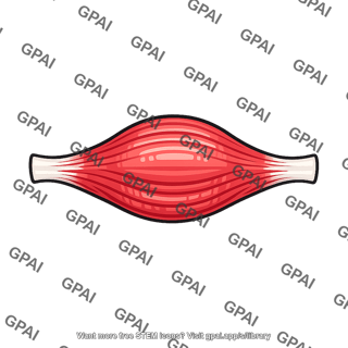 Contracted skeletal muscle
