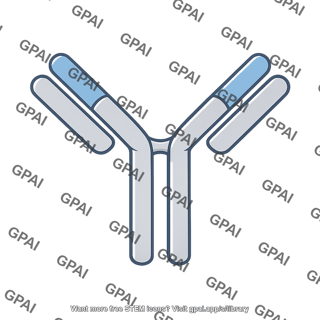 Antibody molecule