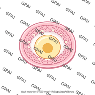 Ovarian follicle