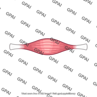 Skeletal muscle