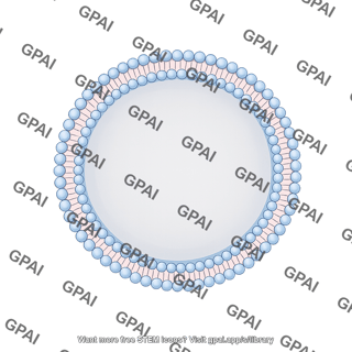 Nuclear membrane bilayer filled
