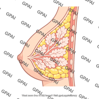 Female breast cutaway