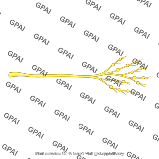 Sympathetic vasoconstrictor nerve