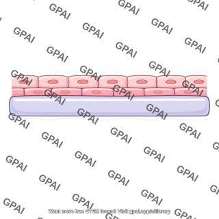 Thick basement membrane