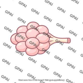 Breast lobule