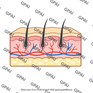 Skin cross section three layer with hair and vessels