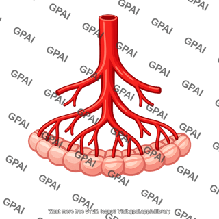 Intestinal artery