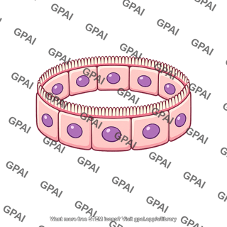 Proximal tubular epithelium