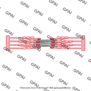 Sarcomere contracted