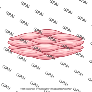 Contracted smooth muscle bundle