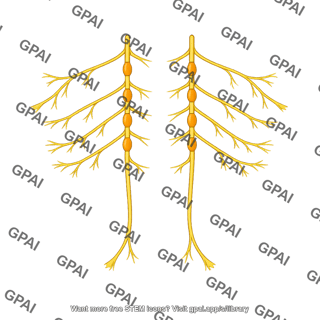 Sympathetic nervous vasoconstrictor system