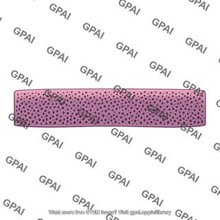 Granule cell layer