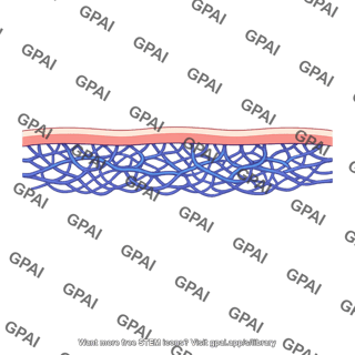 Subpapillary venous plexus