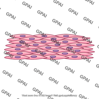 Smooth muscle sheet