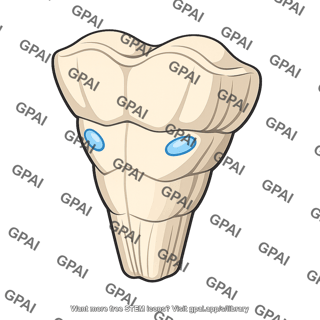Tooth with blue spots