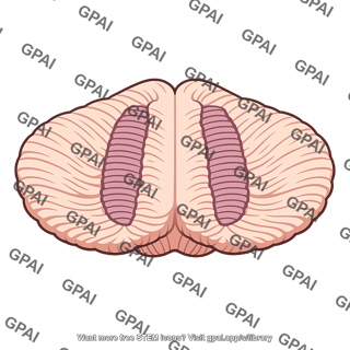 Intermediate zone of cerebellum