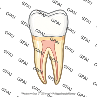 Permanent tooth