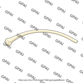 Rib