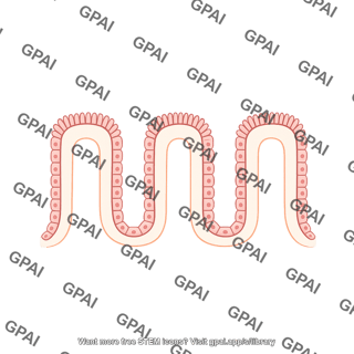 Rectum epithelium enterocytes only