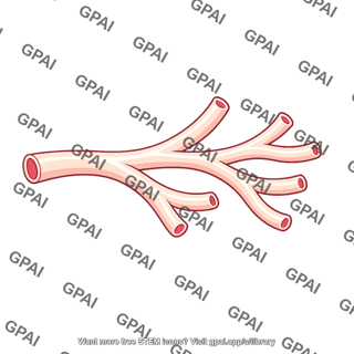 Lactiferous duct