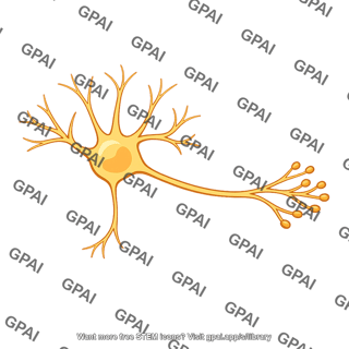 Glutamatergic neuron