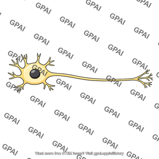 Preganglionic neuron