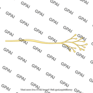 Terminal nerve fibril