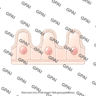 Ileum epithelium mucous