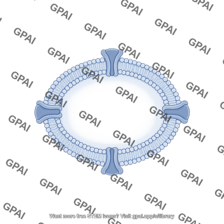 Nuclear membrane bilayer thin filled med