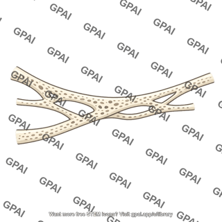 Trabecular meshwork beam