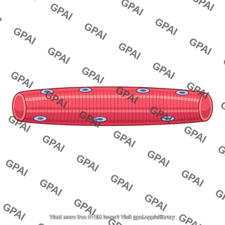 Large muscle fiber