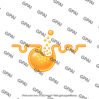 Exocytosis linear membrane medium vesicle