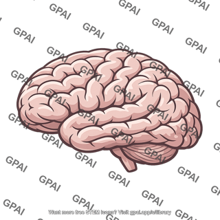 Human cerebrum lateral view