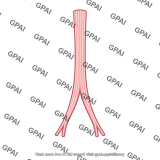 Atrioventricular bundle distal