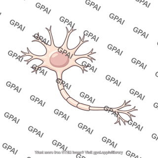 Resting neuron