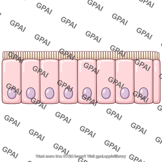 Ileal epithelial surface