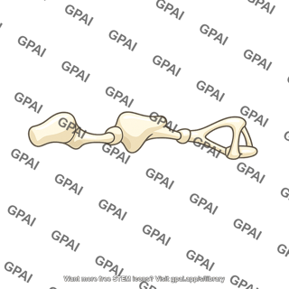 Ossicular chain