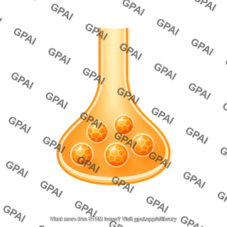 Presynaptic membrane vesicle 1